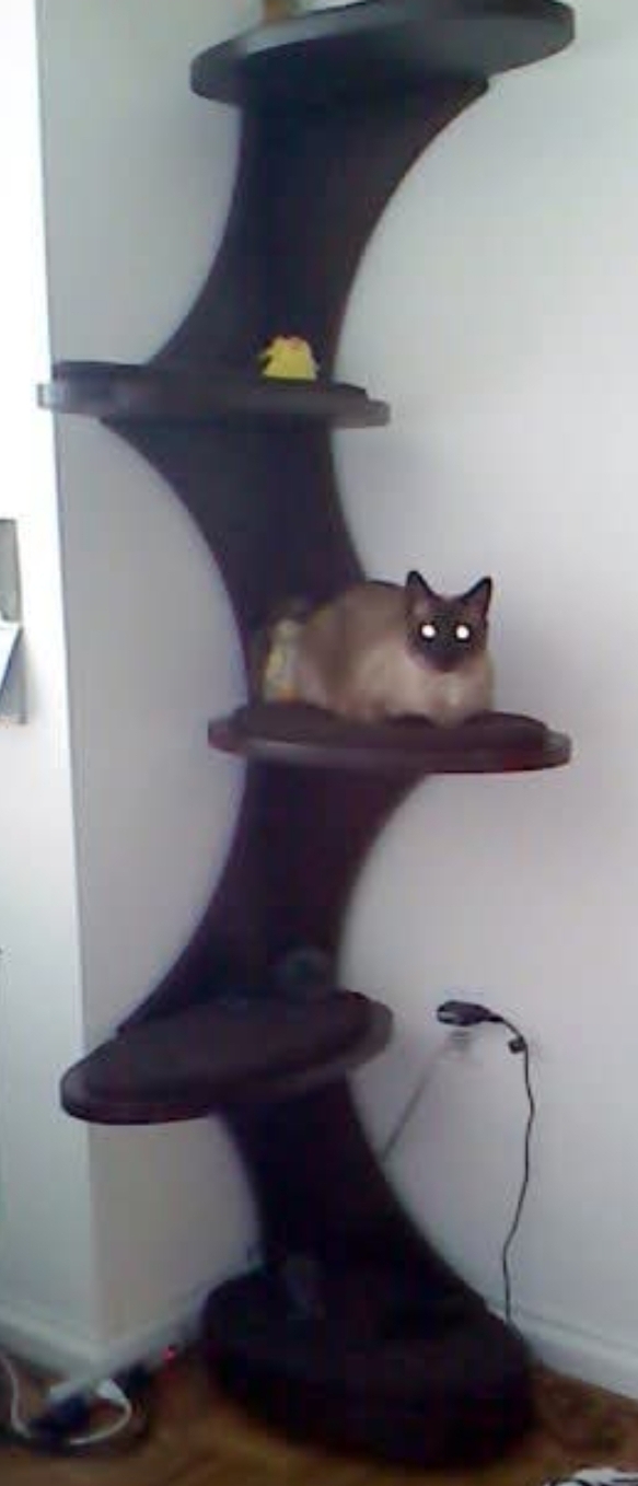 Cat tree furniture
